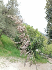 Ampelodesmos mauritanicus