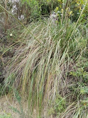 Ampelodesmos mauritanicus