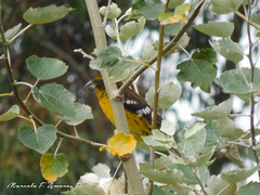 Pheucticus aureoventris