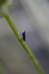 Scaphytopius loricatus