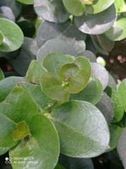 Insecta
