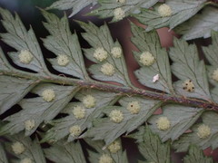 Polystichum silvaticum