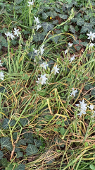 Ornithogalum nutans