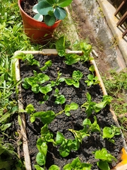 Alternanthera sissoo