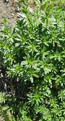 Galium mollugo