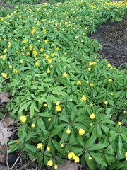 Anemonoides ranunculoides