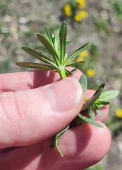 Galium mollugo