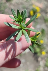 Galium mollugo