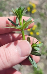 Galium mollugo