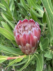 Protea × hybrida