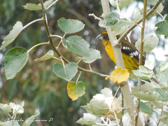 Pheucticus aureoventris