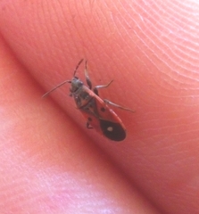 Melanocoryphus tristrami