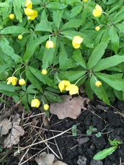 Anemonoides ranunculoides