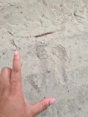 Caracal caracal