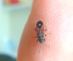 Melanocoryphus tristrami