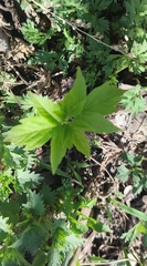 Acer negundo