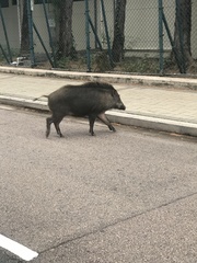 Sus scrofa moupinensis