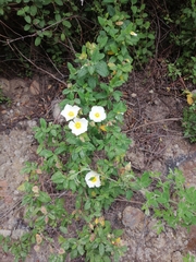 Cistus salviifolius
