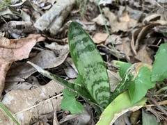 Sansevieria trifasciata