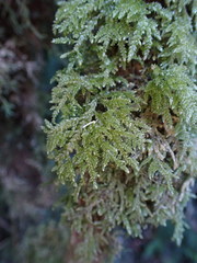 Camptochaete arbuscula