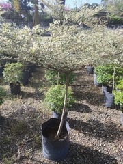 Terminalia molinetii