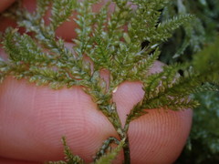 Camptochaete arbuscula