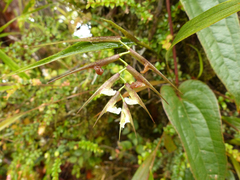 Elleanthus lancifolius