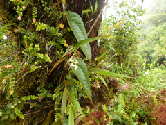 Elleanthus lancifolius