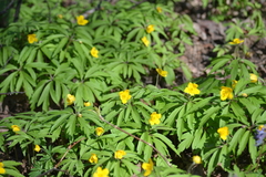 Anemonoides ranunculoides