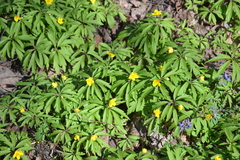 Anemonoides ranunculoides