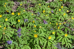 Anemonoides ranunculoides