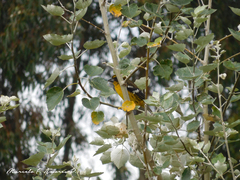 Pheucticus aureoventris