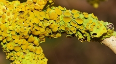 Xanthoria parietina