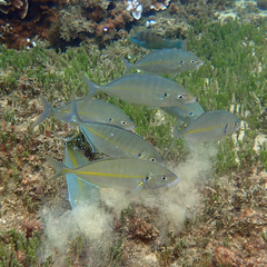 Pseudocaranx dentex