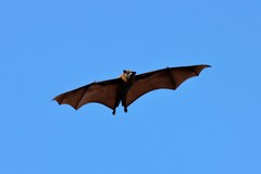 Pteropus poliocephalus