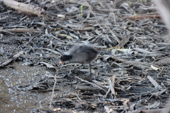Fulica atra australis