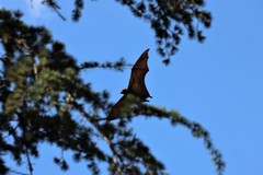 Pteropus poliocephalus