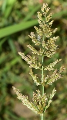 Trisetaria panicea