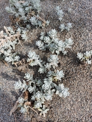 Achillea maritima maritima