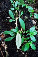 Fieldia australis