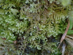Lepidoziaceae
