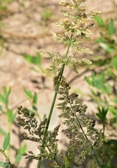Trisetaria panicea