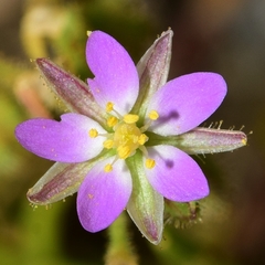 Spergularia nicaeensis