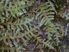 Lepidoziaceae