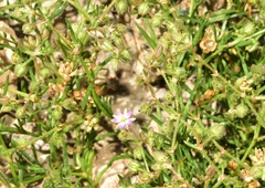 Spergularia nicaeensis