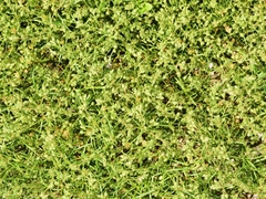 Spergularia nicaeensis