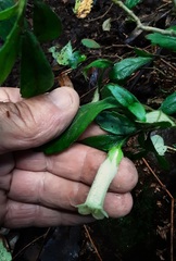 Fieldia australis