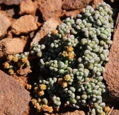 Crassula corallina