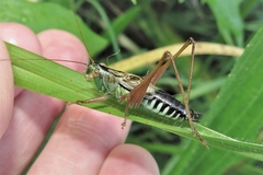 Conocephalus semivittatus