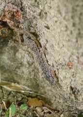 Hemidactylus bowringii